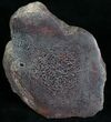 Polished, Agatized Dinosaur Bone ( ounces) #5964-2